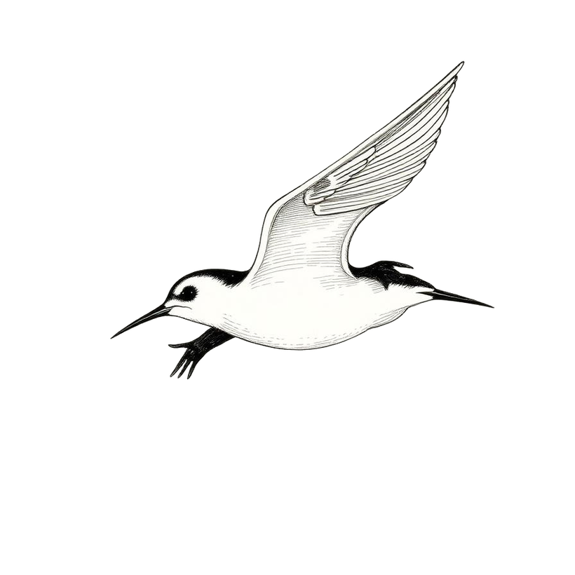 Engraving-style illustration of a manu-o-Kū, the white fairy tern